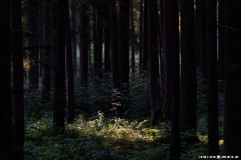 Gemeinde Mühldorfer_Hart Landkreis Mühldorf Massengrab (Dirschl Johann) Deutschland MÜ